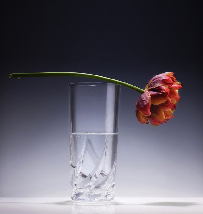 Как менять воду в розах вазе. Цветок в стакане с водой. Цветы в бокале. Цветок в фужере с водой. Бокал воды и цветы.