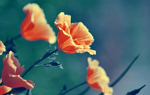 Фото Оранжевые цветочки