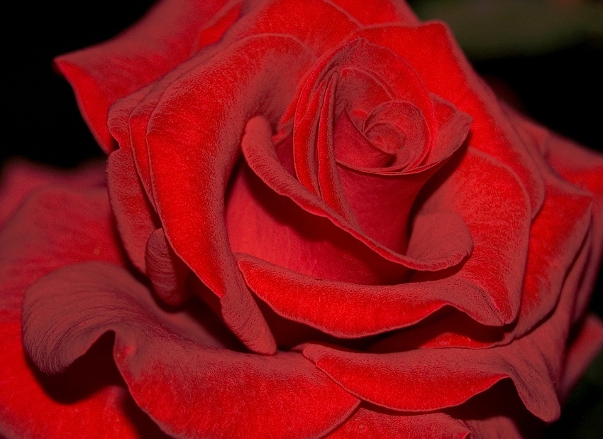Фото Темно-красная роза на на черном фоне