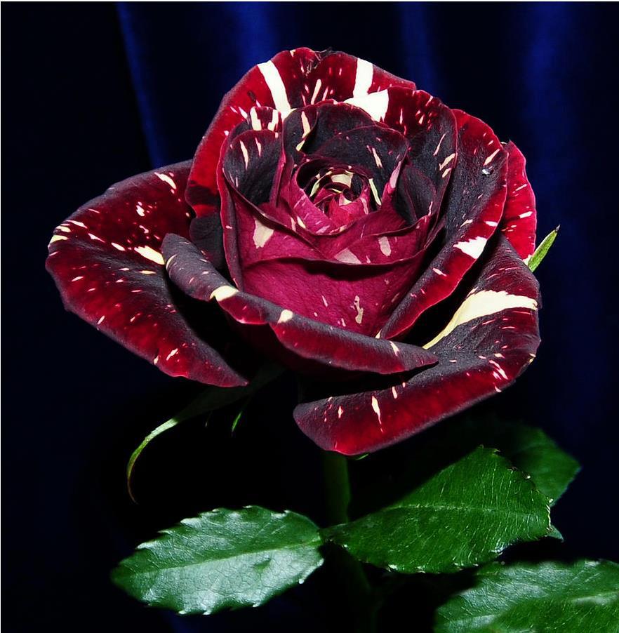 Необычные картинки роз. Необыкновенные розы. Самые необыкновенные розы.