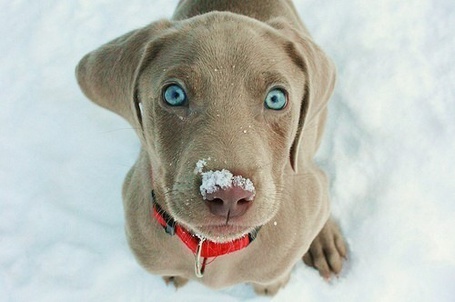 Фото собаки с голубыми глазами породы и названия