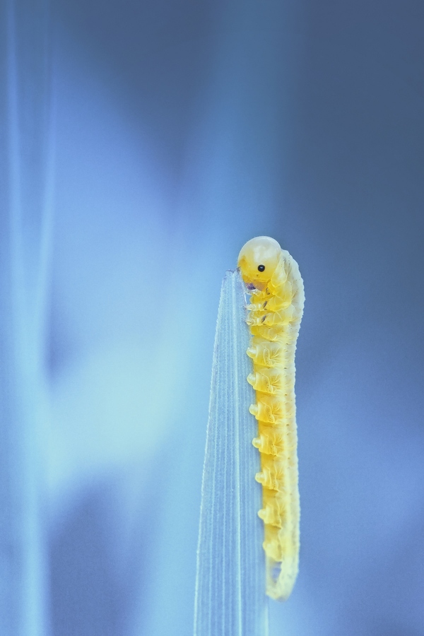 Фото Желтая гусеница на тоненьком листке, фотограф Wil Mijer