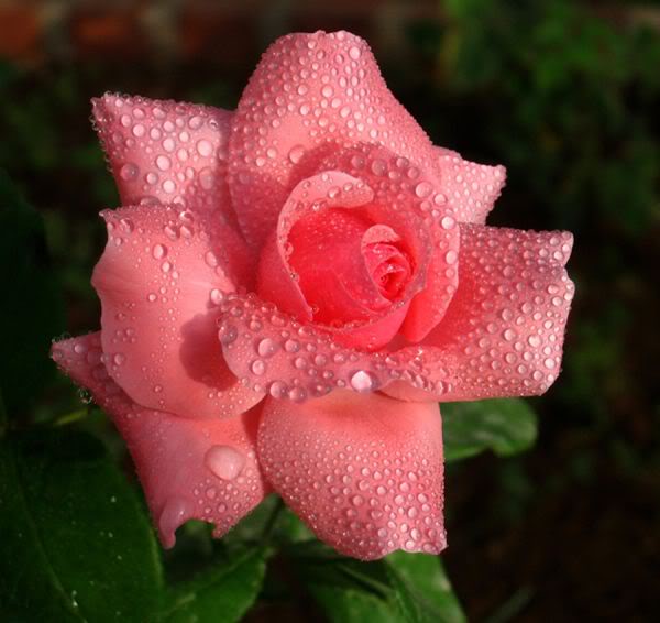 Фото Розовая роза в капельках росы