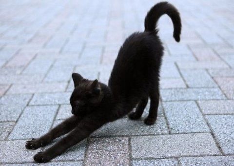 Фото Чёрный кот потягивается