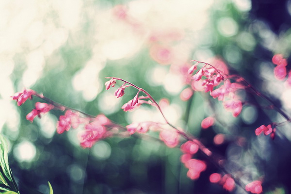 Фото Ветки с розовыми цветами, фотограф Sabine Fischer