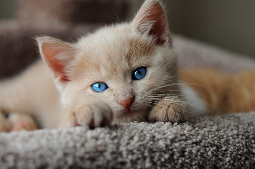 Фото Котёнок с голубыми глазками