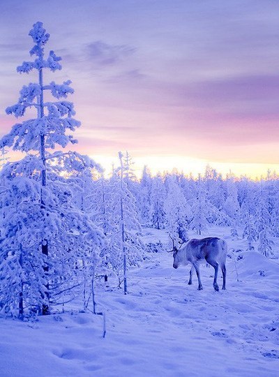 Фото Олень в лесу, Лапландия, Финляндия / Lapland, Finland