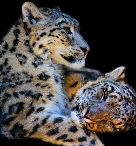 Фото Два леопарда, фотограф Патрик Буке / Patrick Bouquet