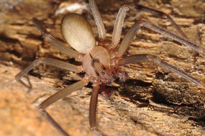 Фото Коричневый паук отшельник или скрипичный паук / Loxosceles ползет по коре дерева