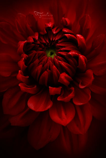 Фото Красный цветок вблизи (Фотограф Тайгерлун / Photographer Taygerlun)