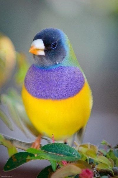 Фото Lady Gouldian Finch / Гульдова амадина