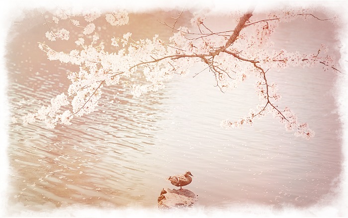 Фото Птица у воды под деревом сакуры