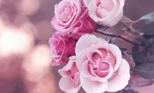 Фото Бутоны розовых роз
