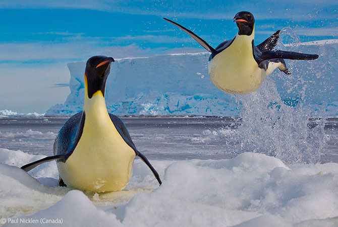 Фото Императорский пингвин в прыжке из воды, фотограф Paul Nicklen (Canada) / Пол Никлен (Канада)