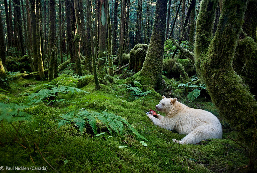 Фото Белый медведь ест добычу в лесу, Британская Колумбия / British Columbia, Канада / Canada, фотограф Paul Nicklen (Canada) / Пол Никлен (Канада)