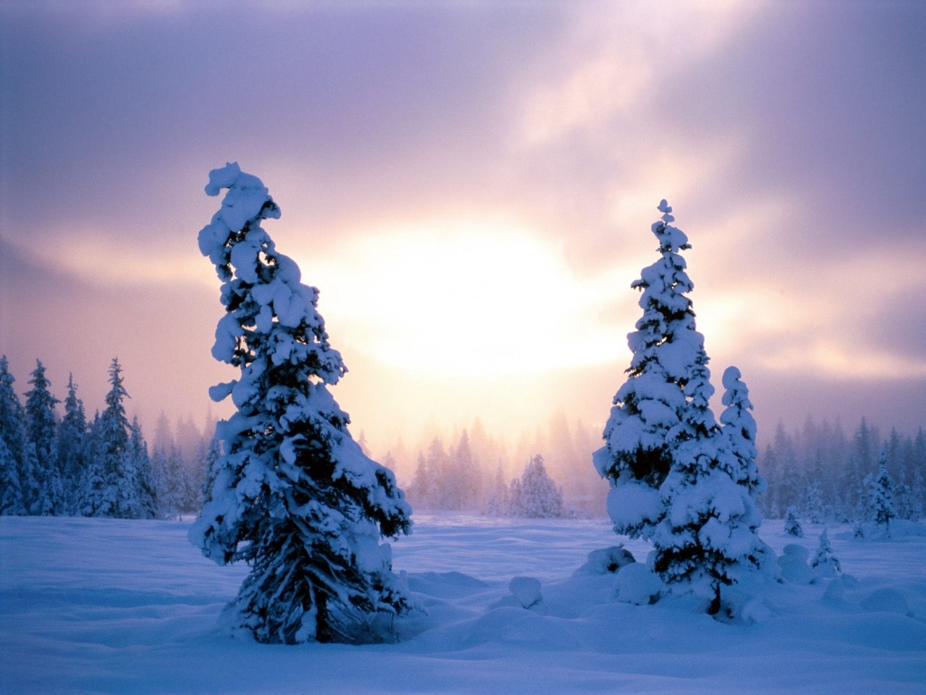 Елки, засыпанные толстым слоем снега на фоне заката солнца