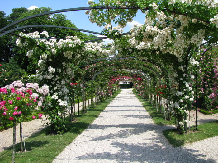 Фото Плетистые белые розы вьются по арке. Розарий Лей-ле-роз во Франции / France
