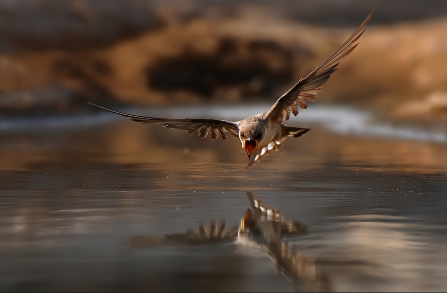 Птицы Под Водой Фото