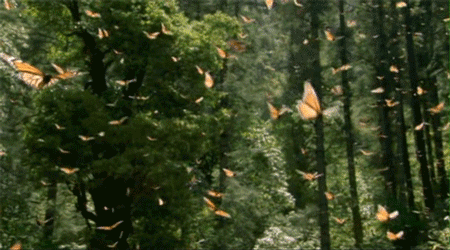 Фото Порхающие бабочки в лесу