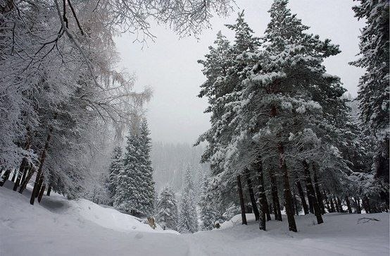 Фото Вид на заснеженные ели