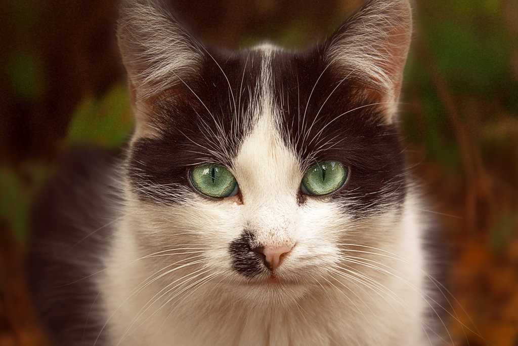 Фото Кошка с красивыми зелеными глазами