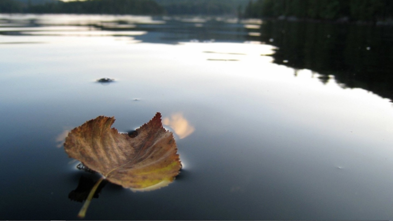 Фото Листок на воде