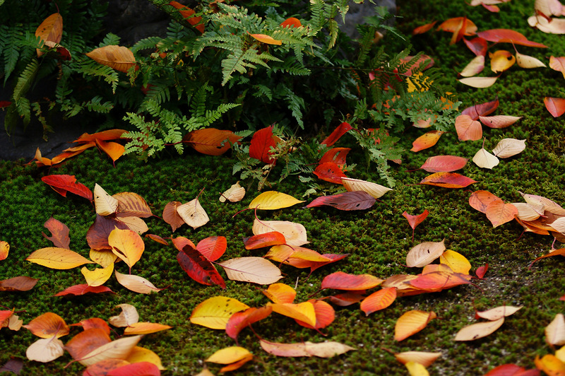 Фото Осыпанная осенняя листва