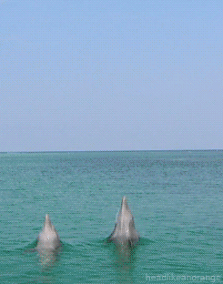 Фото Два дельфина выпрыгивают из моря