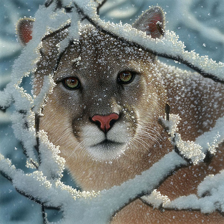 Фото Пума в снегу, художник Collin Bogle