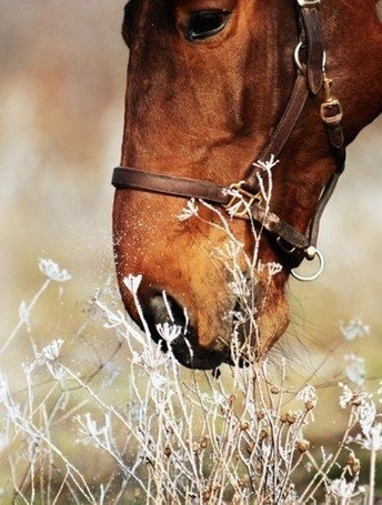 Фото Лошадь ест, более 97 качественных бесплатных стоковых фото