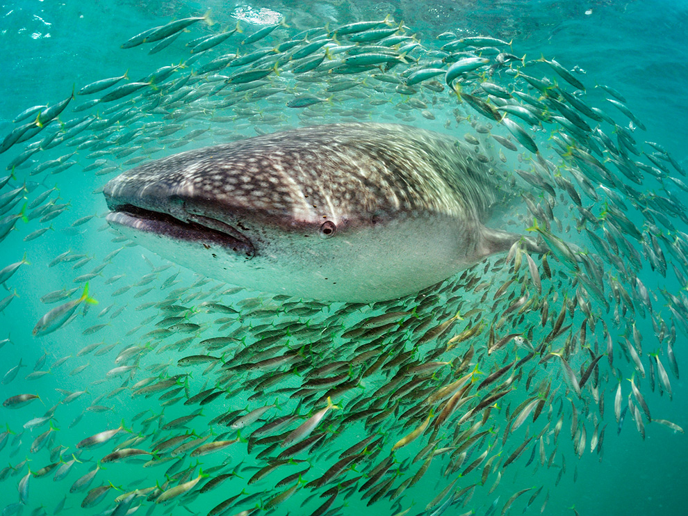 Акулы В Стае Рыб Фото