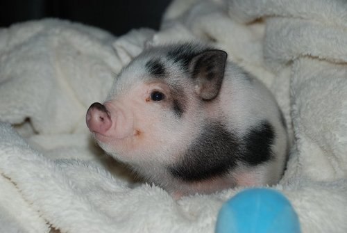 Маленькая белая свинка с чёрными пятнами сидит на полотенце возле голубого шарика