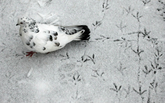 Фото Голубь прогуливается оставляя следы на снегу