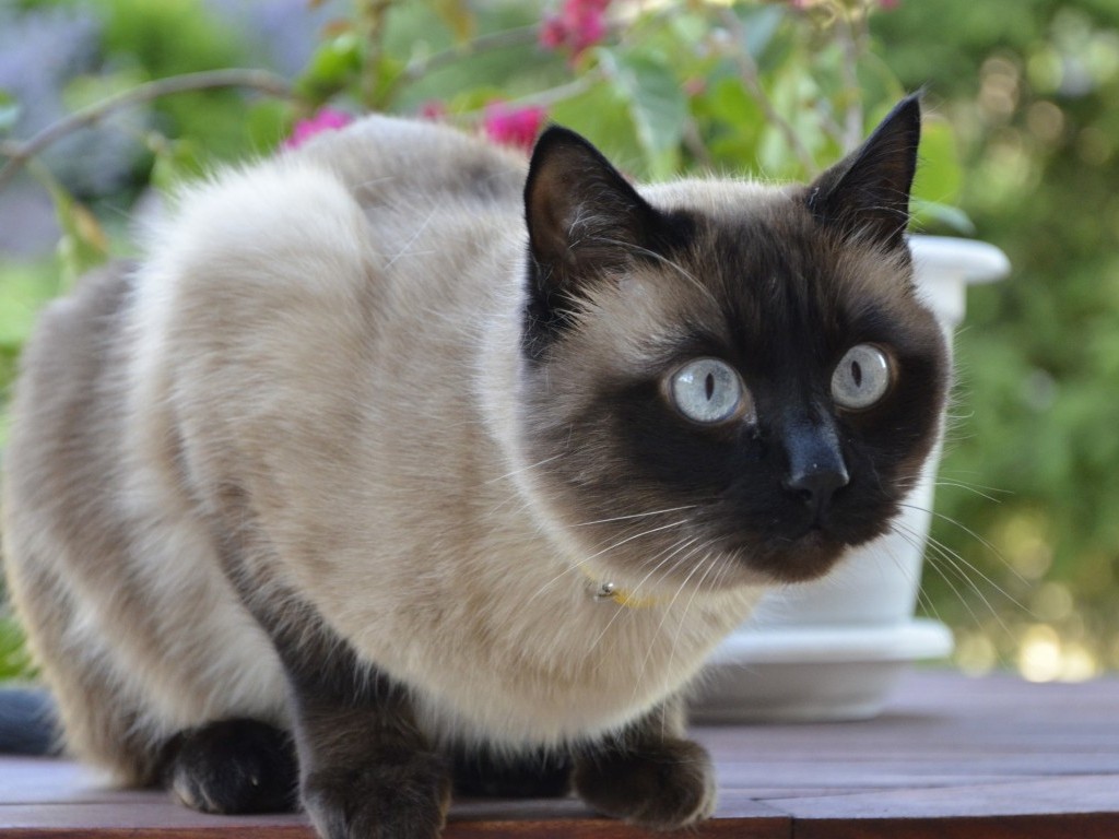 Фото Сиамская кошка сидит на столе внимательно смотря куда то, за спиной белый горшок для цветов
