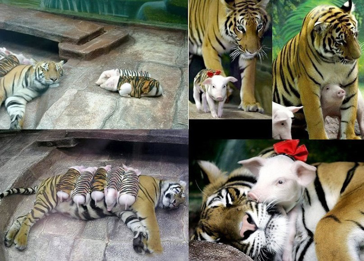 Фото Тигрица няньчит поросят, переодетых в тигрят