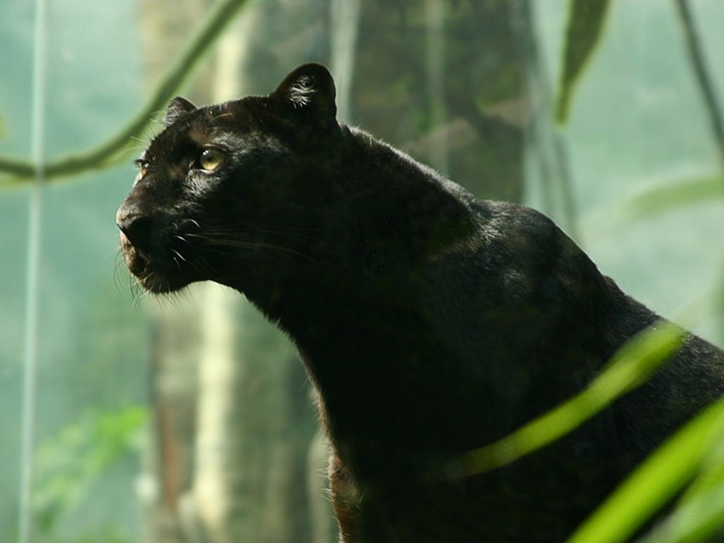 Фото черной пантеры с зелеными глазами на аватарку