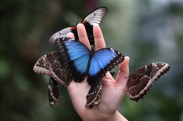 Фото На ладошке руки разные бабочки