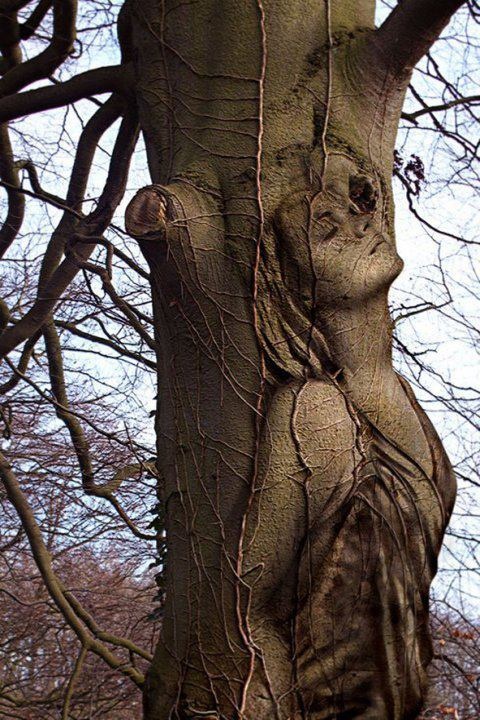 Фото Девушка изображена в дереве