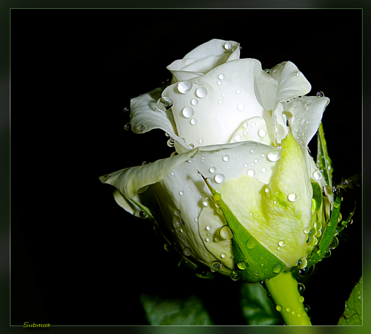 Фото Бутон белой розы в каплях воды на черном фоне (Submar)
