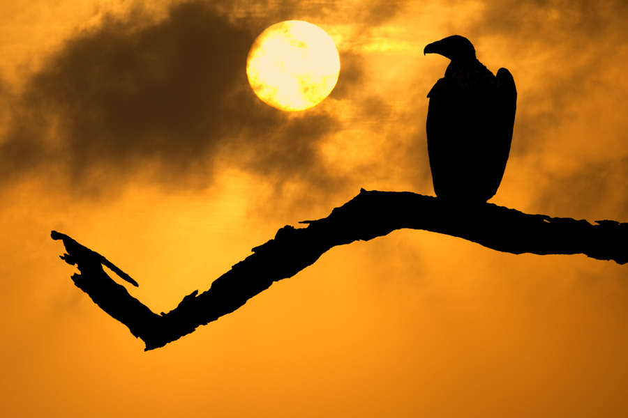 Фото Орел сидит на ветке на фоне заката