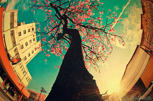 Фото Цветущее дерево в городе, фотограф Carlos Henrique Reinesch / Карлос Энрике Рейнес