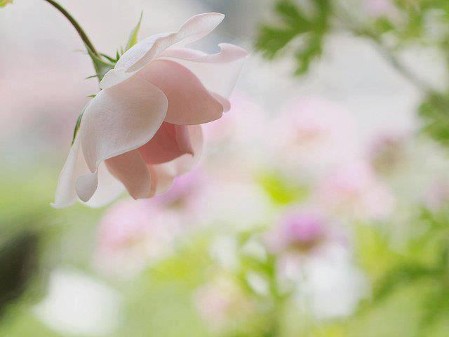Фото Бледно-розовая роза