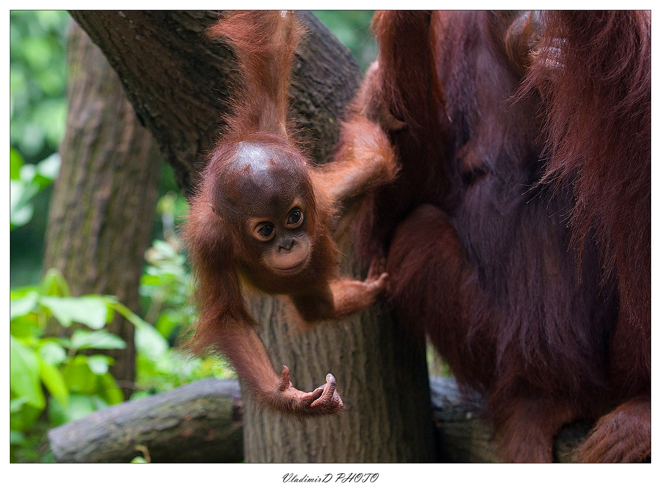 Orangutang titties
