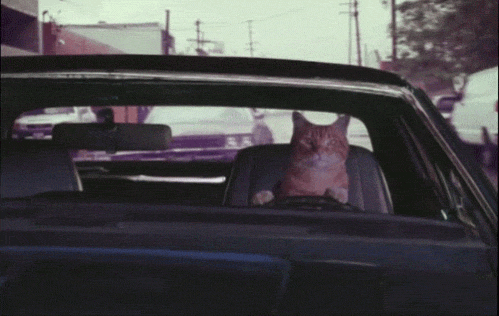 Фото Рыжий кот лихо управляет автомобилем
