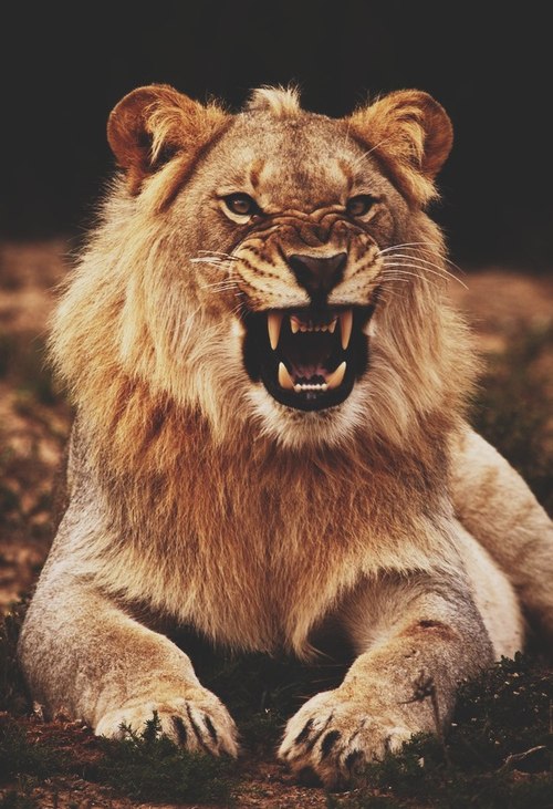 Фото Молодой рычащий лев
