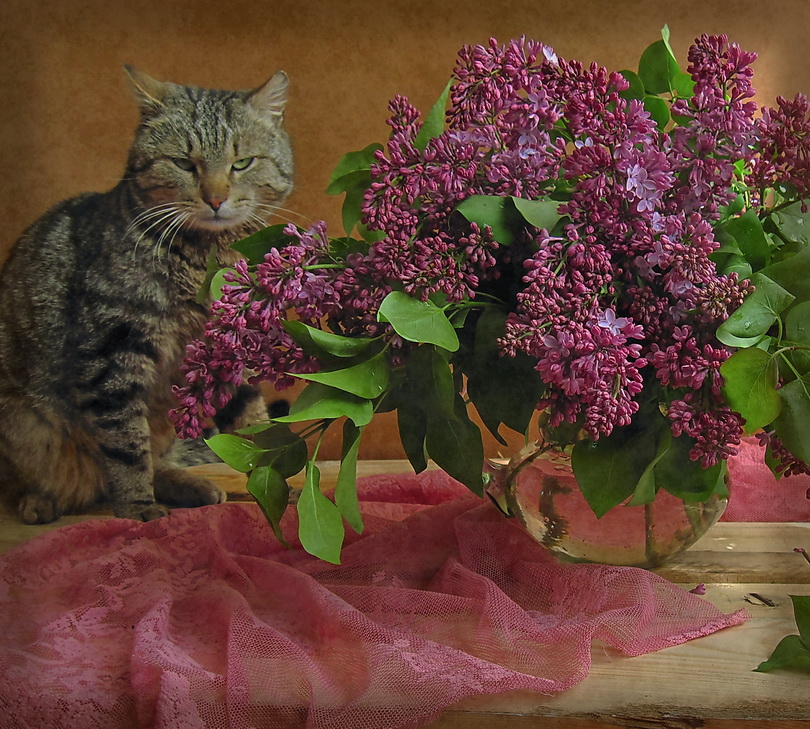 Кошки сиренью. Букет сирени. Кошка и сирень. Сирень и животные. Кот сидит в вазе с цветами.