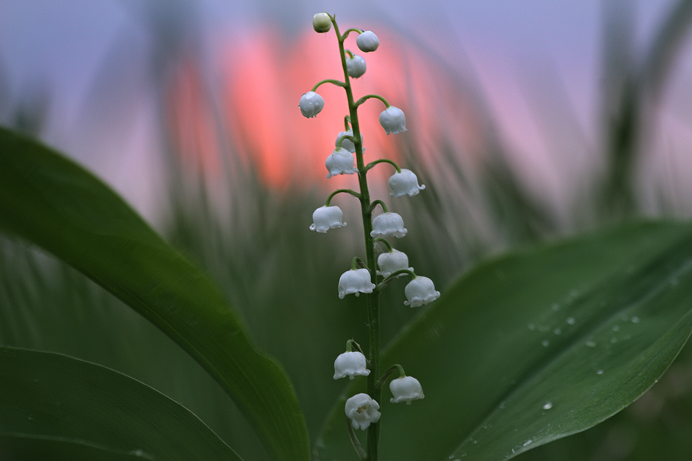 Фото Белый ландыш в каплях росы на рассвете, фотограф Вадим Трунов