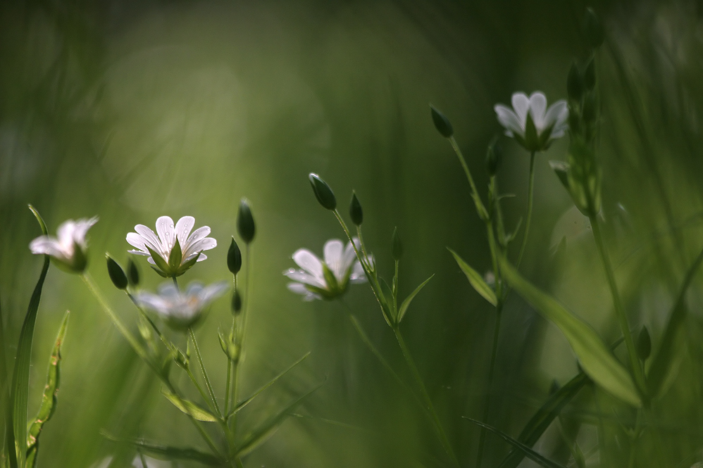 Фото Белые цветы, фотограф Вадим Трунов
