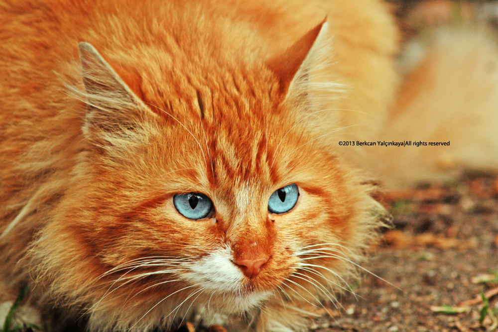 Фото Рыжего Кота С Зелеными Глазами