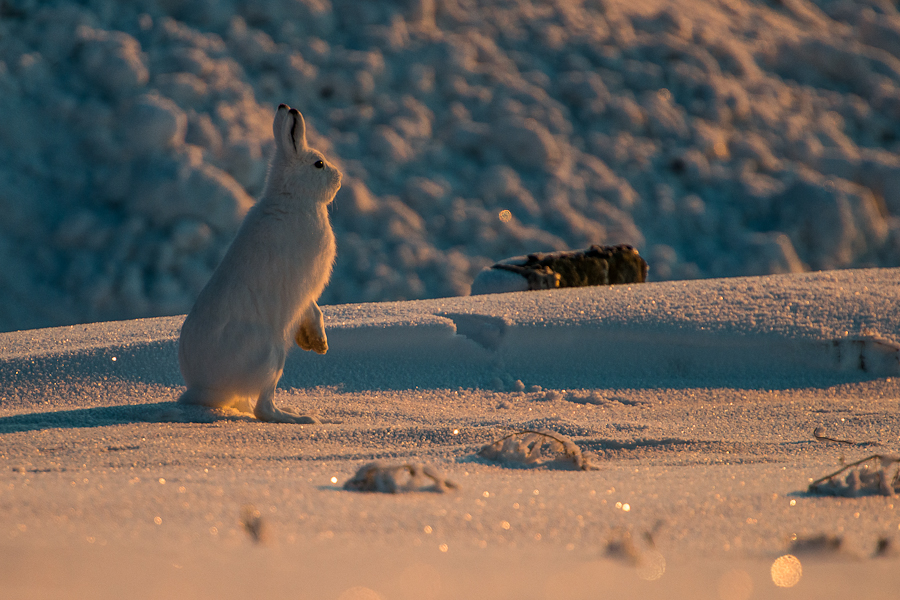 Белый заяц стоит на задних лапах на снегу в лучах восходящего утреннего солнца, работа фотографа Ивана Кислова